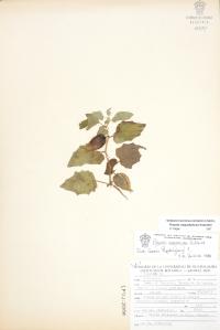 Physalis angustiphysa image
